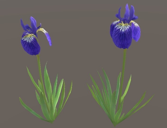 「アヤメ」【3Dモデル】 image