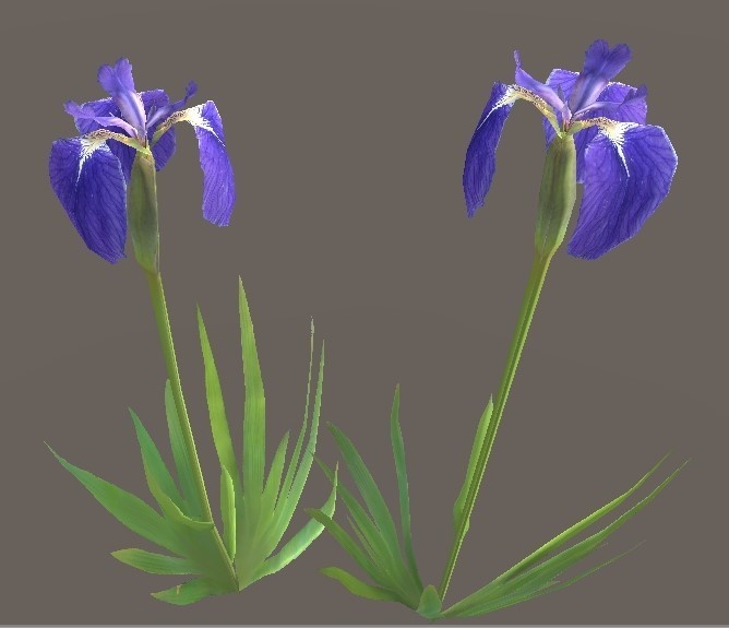 「ヒオウギアヤメ」【3Dモデル】 image