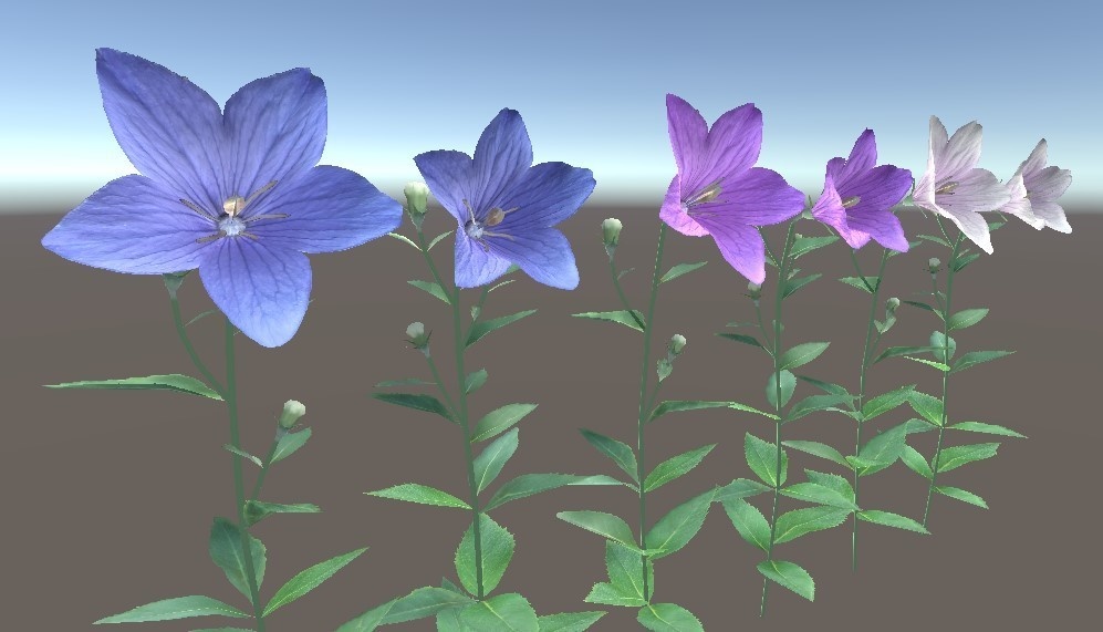 「キキョウ」【3Dモデル】 image