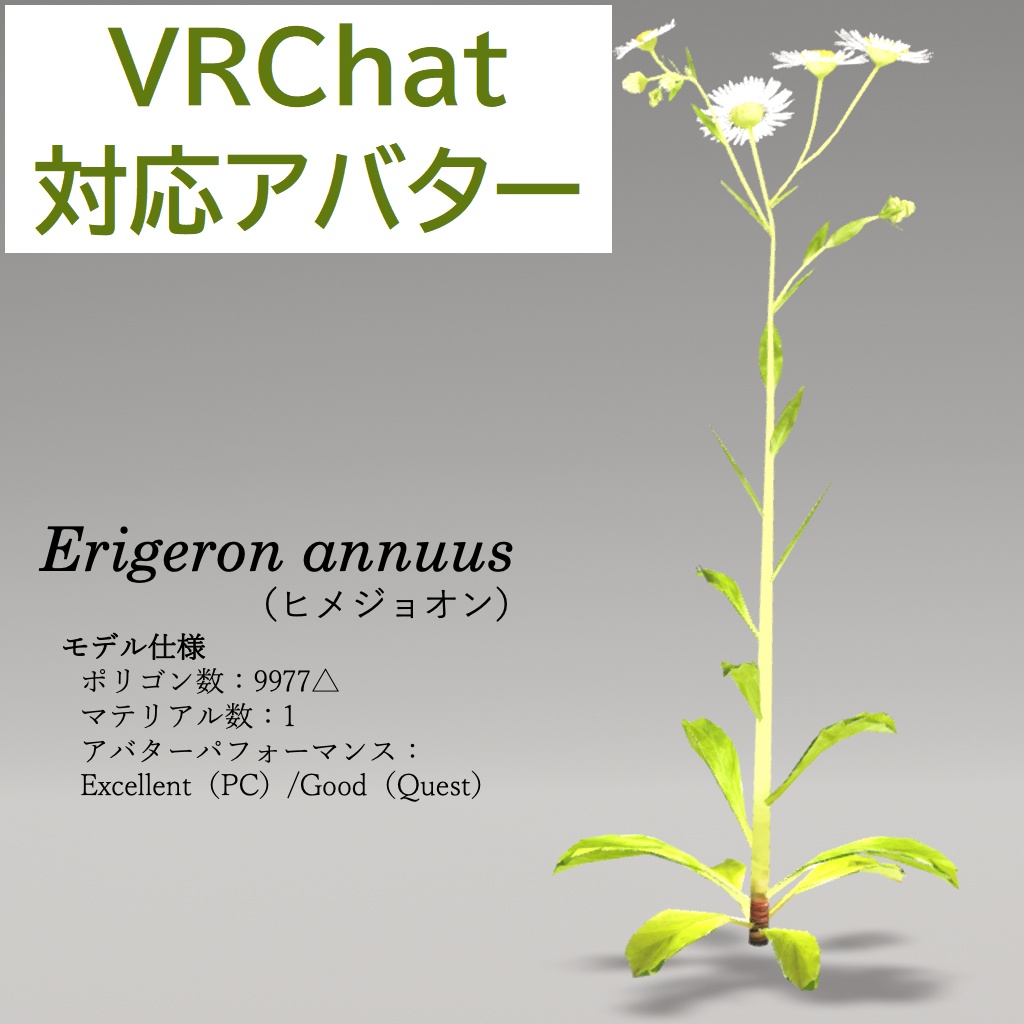 【無料】ヒメジョオン【草アバター】【オリジナル3Dモデル】𝐸𝑟𝑖𝑔𝑒𝑟𝑜𝑛 𝑎𝑛𝑛𝑢𝑢𝑠 image