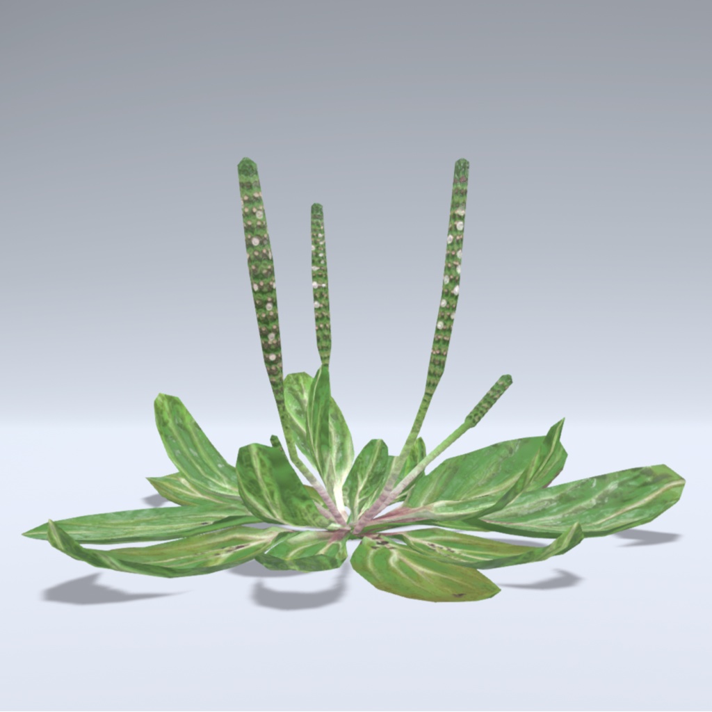 【無料】オオバコ【草アバター】【オリジナル3Dモデル】𝙋𝙡𝙖𝙣𝙩𝙖𝙜𝙤 𝙖𝙨𝙞𝙖𝙩𝙞𝙘𝙖 image