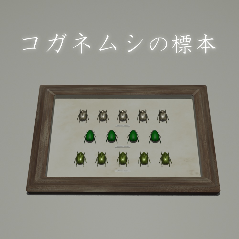 【3Dオブジェクト】コガネムシの標本 image