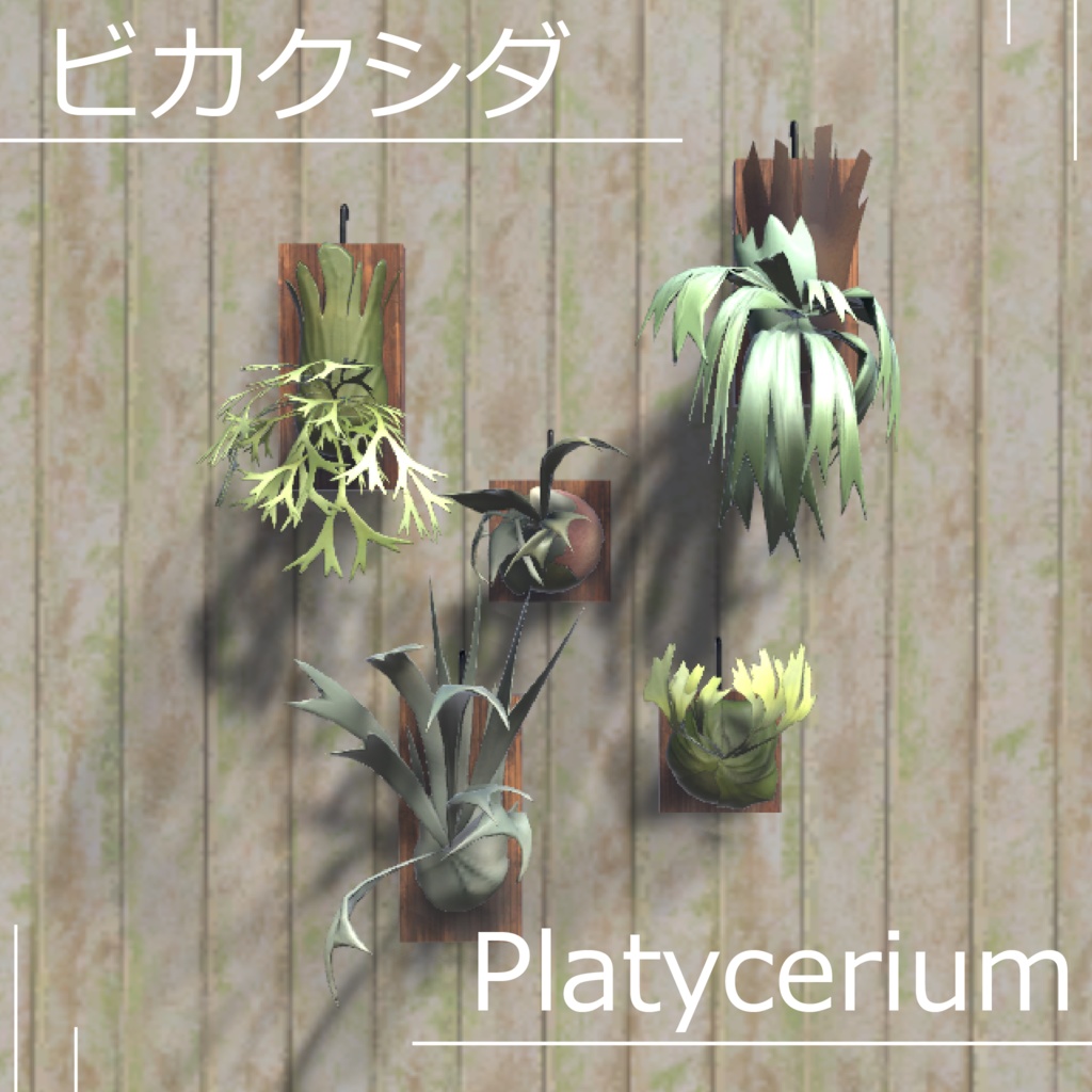 Staghorn Fern [Platycerium] image